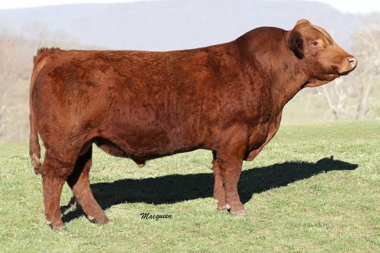 Shenandoah Valley Simmentals - Home of the Keepin' Kind